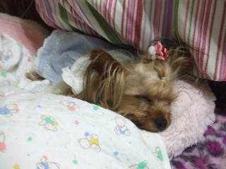 2009_0614 はる0064.jpg