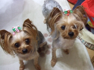 2009_0626 はる0008.jpg