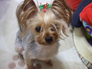 2009_0626 はる0010.jpg