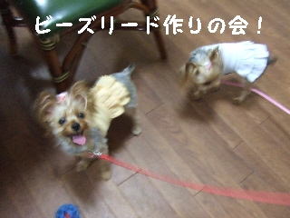 2009_0629 はる0009.jpg