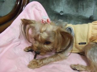 2009_0629 はる0028.jpg