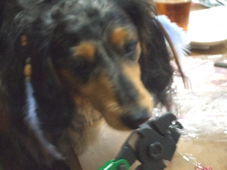 2009_0629 はる0033.jpg