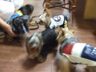 2009_0629 はる0047.jpg