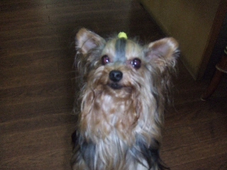 2009_0629 はる0075.jpg