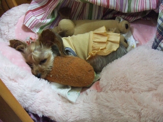 2009_0629 はる0081.jpg