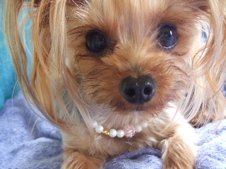 2009_0630 はる0009.jpg