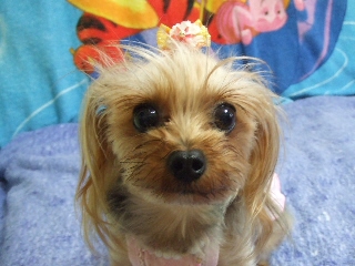 2009_0701 はる0011.jpg
