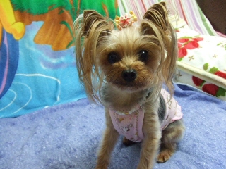 2009_0701 はる0019.jpg