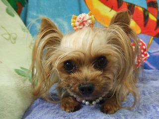 2009_0703 はる0008.jpg