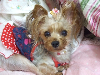 2009_0703 はる0010.jpg
