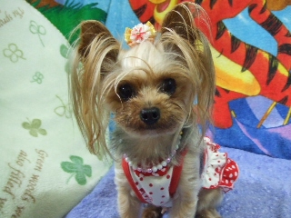 2009_0703 はる0013.jpg
