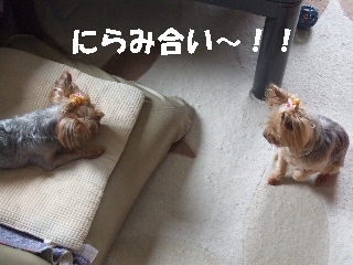 2009_0704 はる0008.jpg