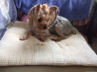 2009_0704 はる0020.jpg