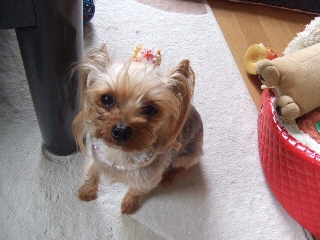 2009_0704 はる0021.jpg