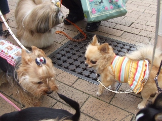 2009_0705 04ララちゃん.jpg