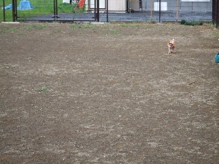 2009_0708 はる0016.jpg