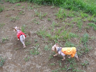 2009_0708 はる0017.jpg