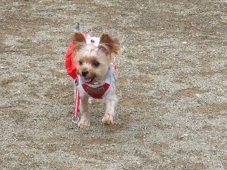 2009_0708 はる0026.jpg
