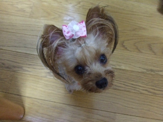 2009_0714 はる0033.jpg