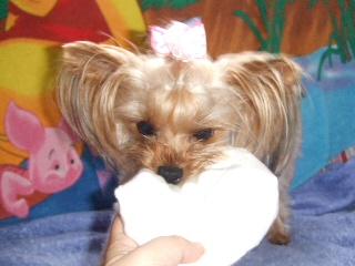 2009_0717 はる0021.jpg