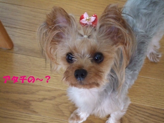 2009_0718 はる0014.jpg