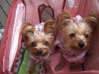 2009_0719 はる0018.jpg