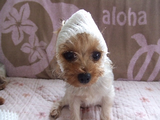 2009_0728 はる0012.jpg