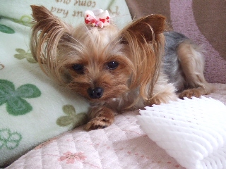 2009_0728 はる0017.jpg