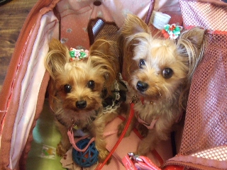 2009_0729 はる0043.jpg