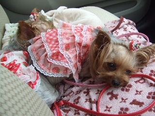 2009_0731 はる0012.jpg