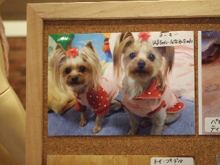 2009_0731 はる0014.jpg