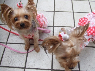 2009_0731 はる0018.jpg