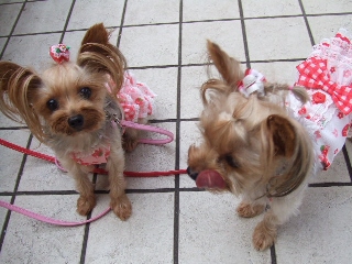 2009_0731 はる0019.jpg