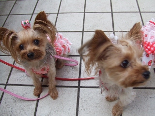 2009_0731 はる0020.jpg