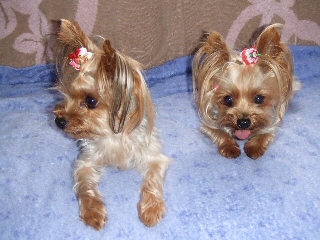 2009_0801 はる0034.jpg