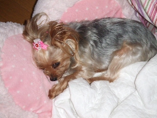 2009_0802 はる0014.jpg