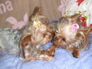 2009_0805 はる0014.jpg