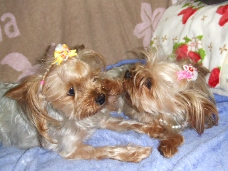 2009_0805 はる0015.jpg