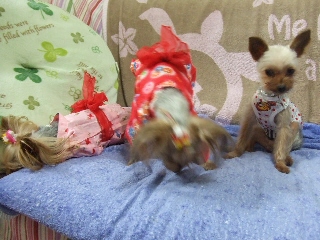 2009_0807 はる0030.jpg