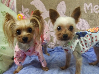 2009_0807 はる0033.jpg