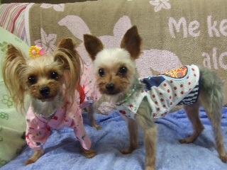2009_0807 はる0034.jpg