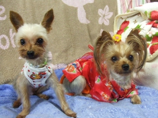 2009_0807 はる0043.jpg