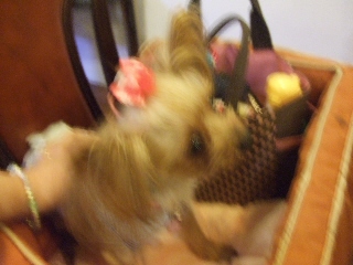 2009_0812 はる0032.jpg