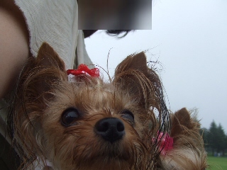 2009_0812 はる0046.jpg