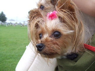2009_0812 はる0048.jpg