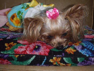 2009_0812 はる0065.jpg