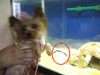 2009_0812 はる0169.jpg