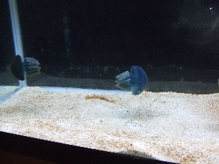 2009_0812 はる0171.jpg