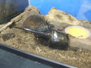 2009_0812 はる0175.jpg