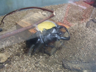 2009_0812 はる0179.jpg